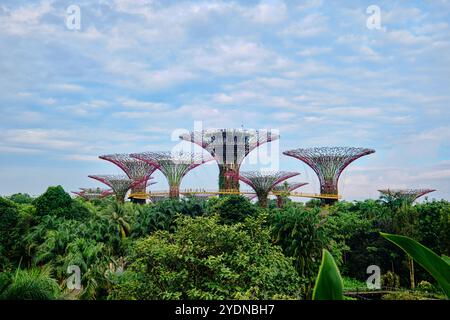 Singapour - 14 août 2024 : Supertree Grove dans Garden by the Bay à Singapour. Paysage du bâtiment d'affaires de Singapour autour de Marina Bay Banque D'Images