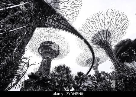 Singapour - 14 août 2024 : Supertree Grove dans Garden by the Bay à Singapour. Paysage du bâtiment d'affaires de Singapour autour de Marina Bay Banque D'Images