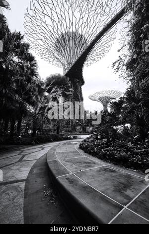 Singapour - 14 août 2024 : Supertree Grove dans Garden by the Bay à Singapour. Paysage du bâtiment d'affaires de Singapour autour de Marina Bay Banque D'Images