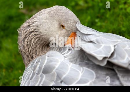 Portrait de Sleeping Anser anser forma oie domestique sur le fond vert Banque D'Images