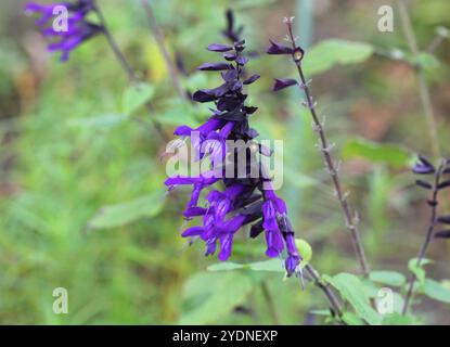 Un gros plan des belles fleurs violettes de Salvia 'Amistad'. Banque D'Images