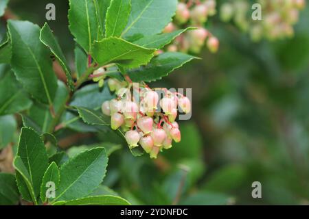 Un gros plan des fleurs de l'arbre de fraise, Arbutus unedo F. rubra. Banque D'Images