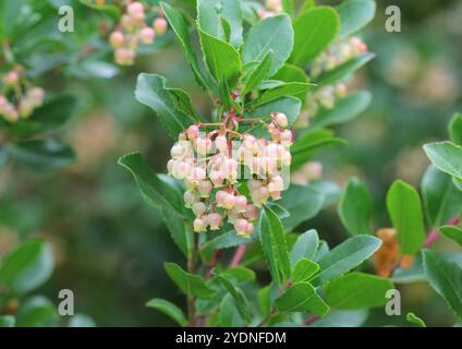 Un gros plan des fleurs de l'arbre de fraise, Arbutus unedo F. rubra. Banque D'Images