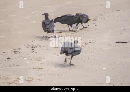 Cette image représente un groupe de vautours (Coragyps atratus), également connu sous le nom de vautours noirs, ramassant la carcasse d'un poisson mort reposant sur le sable Banque D'Images