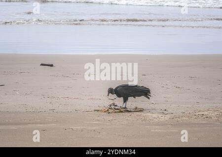 Cette image représente un groupe de vautours (Coragyps atratus), également connu sous le nom de vautours noirs, ramassant la carcasse d'un poisson mort reposant sur le sable Banque D'Images