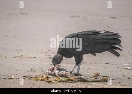 Cette image représente un groupe de vautours (Coragyps atratus), également connu sous le nom de vautours noirs, ramassant la carcasse d'un poisson mort reposant sur le sable Banque D'Images