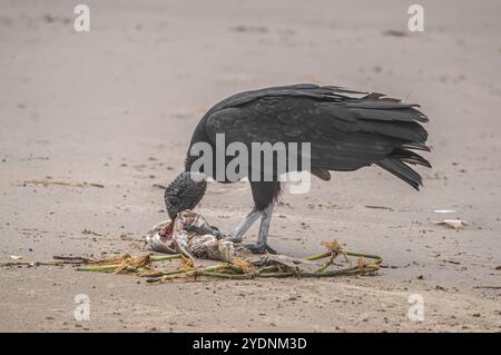 Cette image représente un groupe de vautours (Coragyps atratus), également connu sous le nom de vautours noirs, ramassant la carcasse d'un poisson mort reposant sur le sable Banque D'Images