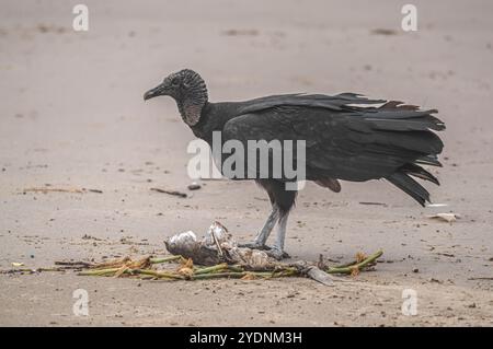 Cette image représente un groupe de vautours (Coragyps atratus), également connu sous le nom de vautours noirs, ramassant la carcasse d'un poisson mort reposant sur le sable Banque D'Images