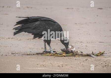 Cette image représente un groupe de vautours (Coragyps atratus), également connu sous le nom de vautours noirs, ramassant la carcasse d'un poisson mort reposant sur le sable Banque D'Images