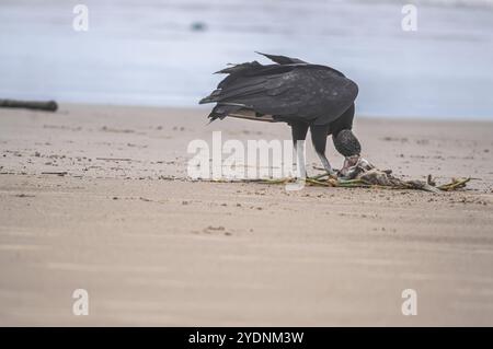 Cette image représente un groupe de vautours (Coragyps atratus), également connu sous le nom de vautours noirs, ramassant la carcasse d'un poisson mort reposant sur le sable Banque D'Images