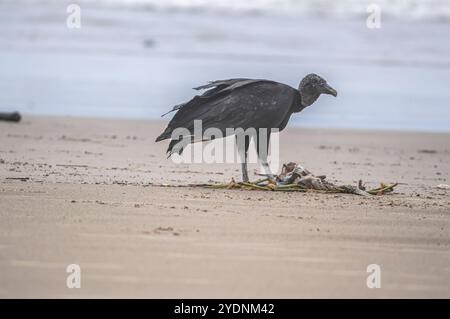 Cette image représente un groupe de vautours (Coragyps atratus), également connu sous le nom de vautours noirs, ramassant la carcasse d'un poisson mort reposant sur le sable Banque D'Images