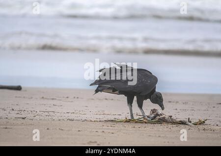 Cette image représente un groupe de vautours (Coragyps atratus), également connu sous le nom de vautours noirs, ramassant la carcasse d'un poisson mort reposant sur le sable Banque D'Images