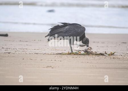 Cette image représente un groupe de vautours (Coragyps atratus), également connu sous le nom de vautours noirs, ramassant la carcasse d'un poisson mort reposant sur le sable Banque D'Images