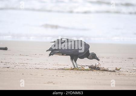 Cette image représente un groupe de vautours (Coragyps atratus), également connu sous le nom de vautours noirs, ramassant la carcasse d'un poisson mort reposant sur le sable Banque D'Images