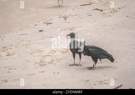 Cette image représente un groupe de vautours (Coragyps atratus), également connu sous le nom de vautours noirs, ramassant la carcasse d'un poisson mort reposant sur le sable Banque D'Images