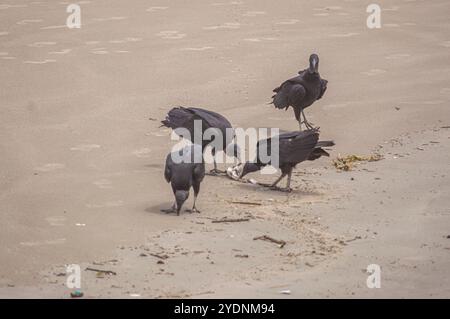 Cette image représente un groupe de vautours (Coragyps atratus), également connu sous le nom de vautours noirs, ramassant la carcasse d'un poisson mort reposant sur le sable Banque D'Images