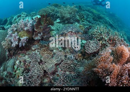 Photo sous-marine d'une tortue de mer verte contre un récif corallien prise avec un appareil photo large. Plongée aux Philippines, Asie Banque D'Images