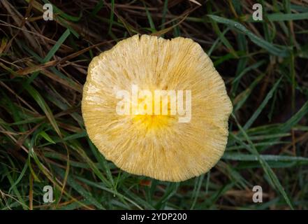 Champignon jaune, Bolbitius titubans, également connu sous le nom de Sunny Side Up, poussant dans l'herbe Banque D'Images