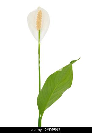 Plante de lis de paix isolée sur fond blanc, Spathiphyllum wallisii Banque D'Images