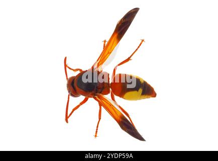 Guêpe de potier méditerranéenne isolée sur fond blanc, Rhynchium oculatum Banque D'Images