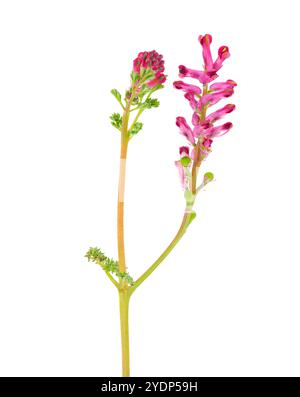 Fleur fumitaire à fleurs denses isolée sur fond blanc, Fumaria densiflora Banque D'Images