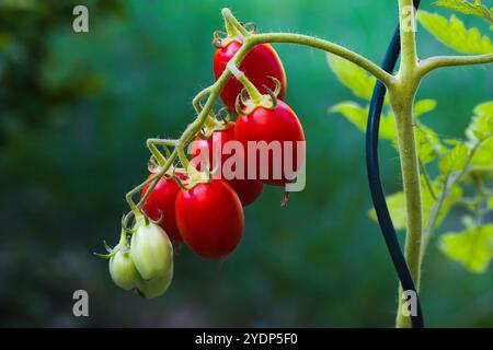 Un petit bouquet de tomates Datterino aux fines peaux rouges et aux formes allongées brille à la lumière. Connus pour leur douceur et leur intérieur juteux, ceux-ci Banque D'Images