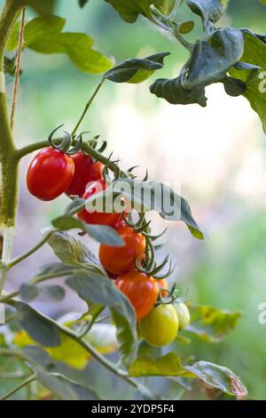 Une grappe mûre de tomates Datterino avec des peaux minces et rouges et une petite forme de datte pend sur la vigne. Connus pour leur douceur naturelle, ils sont perfe Banque D'Images