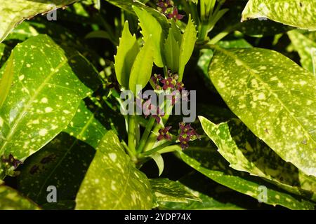 Gros plan floraison Aucuba japonica Variegata (Laurier à pois, Laurier japonais, aucuba japonais, plante à poussière d'or). Famille des Garryaceae (silkglands). Banque D'Images