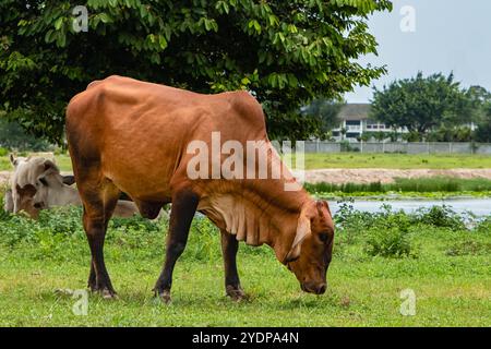 Un taureau de couleur rouge adulte brahman sélectionné, éleveur imposant pour la production de viande pâturant dans les terres agricoles. Éleveur de bovins de boucherie, brahman américain. Vie rurale Banque D'Images