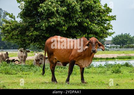 Un taureau de couleur rouge adulte brahman sélectionné, éleveur imposant pour la production de viande pâturant dans les terres agricoles. Éleveur de bovins de boucherie, brahman américain. Vie rurale Banque D'Images