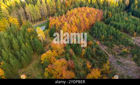 Augsburg Land, Bavière, Allemagne - 27 octobre 2024 : couleurs d'automne par le haut. Feuilles colorées et cimes des arbres dans la forêt, symbolique de l'automne en Allemagne. Vue aérienne d'un drone, ou photographie aérienne. *** Herbstfarben von oben. Bunte Blätter und Baumkronen im Wald, symbolisch für den Herbst in Deutschland. Luftbild einer Drohne, bzw. Luftaufnahme. Banque D'Images