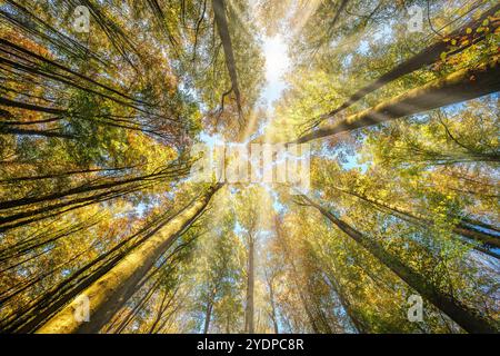 Une vue à couper le souffle avec la lumière dorée du soleil se déversant magnifiquement à travers une canopée de forêt vibrante et colorée Banque D'Images