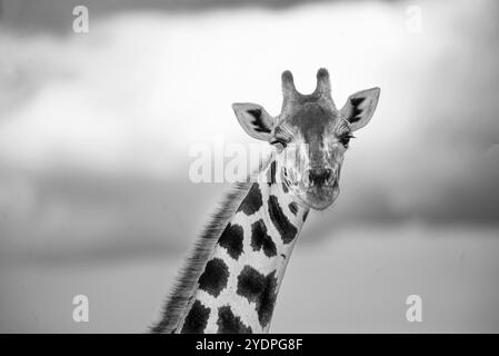 Portrait de Rothschild Giraffe dans le parc national de Murchison Falls en Ouganda Banque D'Images