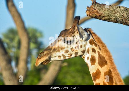 Portrait de Rothschild Giraffe dans le parc national de Murchison Falls en Ouganda Banque D'Images