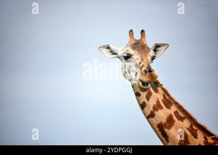 Portrait de Rothschild Giraffe dans le parc national de Murchison Falls en Ouganda Banque D'Images