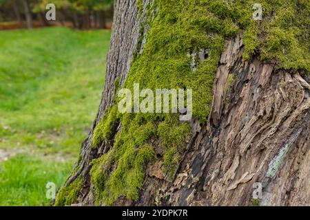 Gros plan du tronc d'arbre avec de la mousse verte vibrante dans un cadre forestier naturel. Texture de l'écorce vieillie contrastant avec la mousse douce et luxuriante Banque D'Images