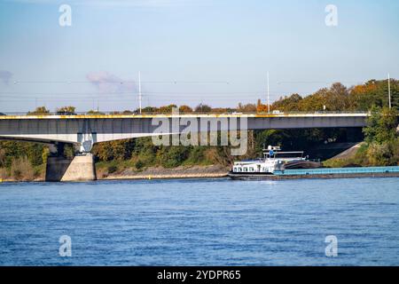 Die Konrad-Adenauer-Brücke, Südbrücke, Autobahnbrücke A562 und 2 Stadtbahnlinien, Straßenbahn, Bonn, NRW, Deutschland Konrad-Adenauer-Brücke *** Pont Konrad Adenauer, Pont Sud, pont autoroutier A562 et 2 lignes de tramway, Bonn, NRW, Allemagne Pont Konrad Adenauer Banque D'Images
