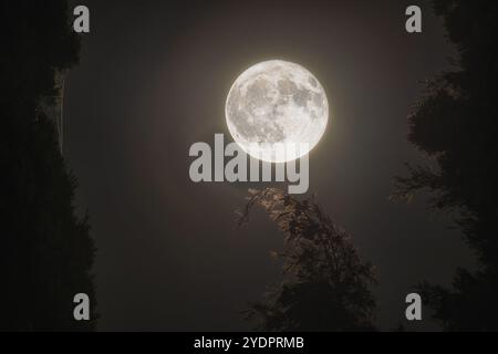 Une photographie haute résolution de la pleine lune, capturant les détails complexes de sa surface contre le ciel nocturne sombre. Banque D'Images