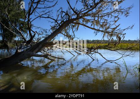 Vieil arbre chêne vivant du Sud avec de la mousse espagnole tombée dans l'eau de la rivière par une journée ensoleillée. Savannah, Géorgie. Banque D'Images