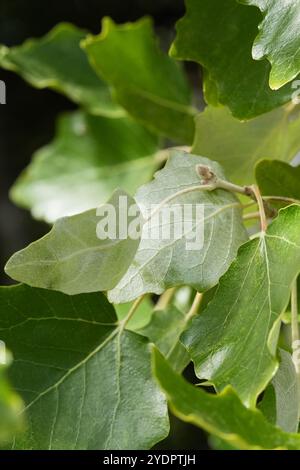 Les feuilles de peuplier blanc Banque D'Images