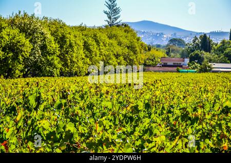 Vignoble de Pinotage et plantation de vins à Stellenbosch, Cap, afrique du Sud Banque D'Images