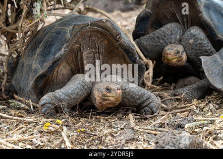 Vue de face de deux tortues géantes des galapagos à la station de recherche Charles Darwin à Puerto Ayora, Équateur. Banque D'Images