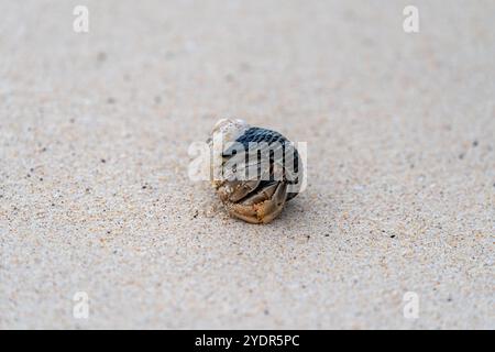 Crabe ermite semi-terrestre des Galapagos sur une plage de sable immaculée, enroulé dans sa coquille, avec deux yeux jetant un coup d'œil Banque D'Images