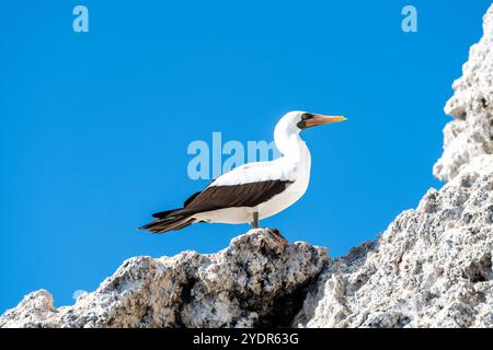 Nazca Booby debout sur le rocher blanc contre le ciel bleu brillant. Dans les îles Galapagos. Banque D'Images
