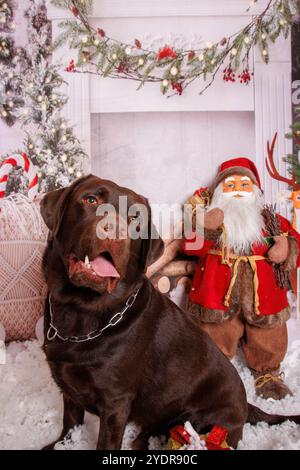 Séance photo de Noël sur chien Labrador chocolat en studio professionnel Banque D'Images