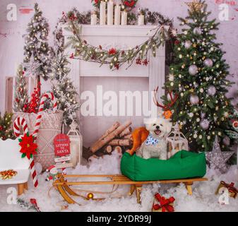 Séance photo de Noël sur chien maltais en studio professionnel Banque D'Images