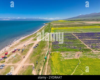 Vues aériennes du lac Qinghai - champs de fleurs de canola et de lavande, prises dans la province de Qinghai, Chine, espace de copie pour le texte Banque D'Images