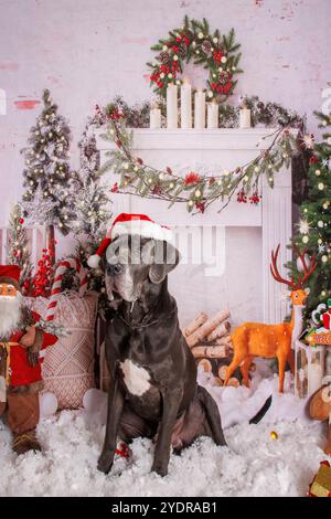 Grand chien danois sur la session de photo professionnelle de Noël Banque D'Images