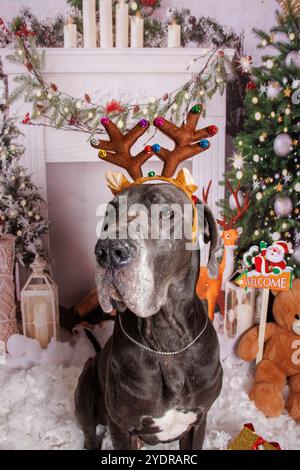 Grand chien danois sur la session de photo professionnelle de Noël Banque D'Images