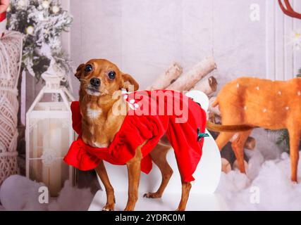 Chien Chihuahua, séance photo de Noël dans une atmosphère chaleureuse Banque D'Images